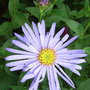 Aster_x_frikartii__monch_