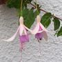 Fuchsia - Lady Kathleen Spence.