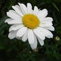 Leucanthemum__little_miss_muffet_
