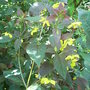 Lysimachia_ciliata__firecracker_