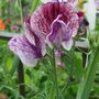 Sweet Pea