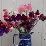 Sweet Peas