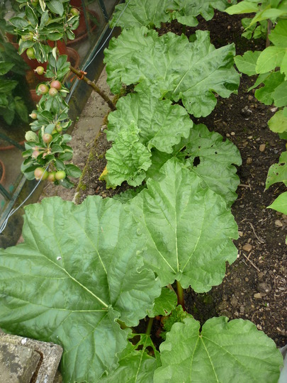 rhubarb pie, rhubarb crumble?