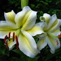 Oriental lily  'Gold Band'
