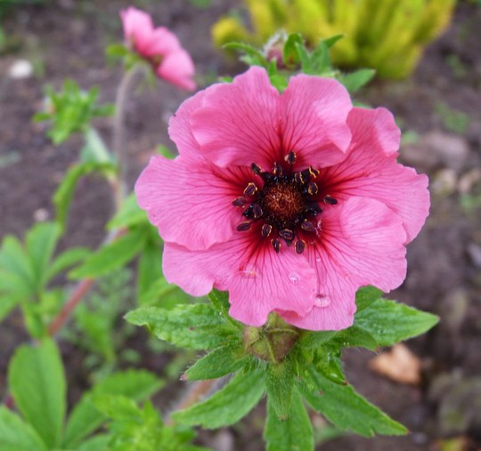 Potentilla 'Miss Wilmott'...a pretty colour. (Potentilla nepalensis (Cinquefoil Miss Willmott))