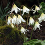 2006_04_19_Erythronium_-_e-mail.jpg