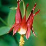 Columbine
