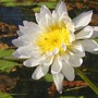 Nymphaea_violacea