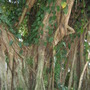 Ficus virens. (Ficus virens.)