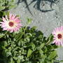 livingstone daisy (Mesembryanthemum crystallinum (Buzotu))