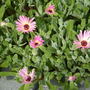 livingstone daisy (Mesembryanthemum crystallinum (Buzotu))