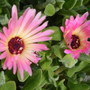 lvingstone daisy close up (Mesembryanthemum crystallinum (Buzotu))