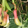 carnivorous plants
