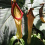 carnivorous plants