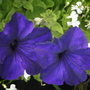 petunia and lobelia