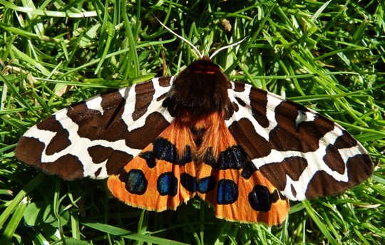 Just for me....another Tiger Moth came along...healthy one this time!