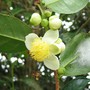 Camellia sinensis