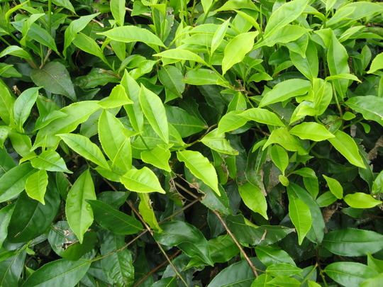 Camellia sinensis (Camellia sinensis (Tea))