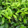 Camellia sinensis (Camellia sinensis (Tea))