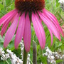 Echinacea__pink_parasol_