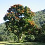 Spathodea campanulata ( African tulip tree ) (Spathodea campanulata (African Tulip Tree))