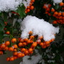 Pyracantha "Orange Glow"