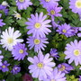 Ngs_snow___spring_pics_065