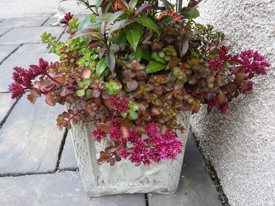 Sedum spurium 'Voodoo' in a pot with Camellia 'Night Rider'