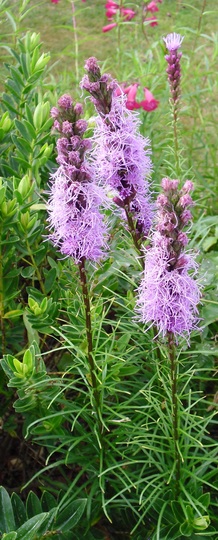 Liatris spicata (Liatris spicata)