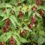 Attractive shrub