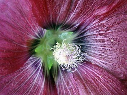 Center of a hollyhock (Alcea rosea (Black Hollyhock))