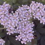 Fly on Yarrow (Achillea millefolium)