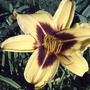 'Bonanza' daylily (Hemerocallis 'Bonanza')