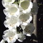 White foxglove (Digitalis purpurea 'Camelot White')