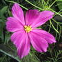 Pink cosmos