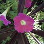 Petunia & cordyline