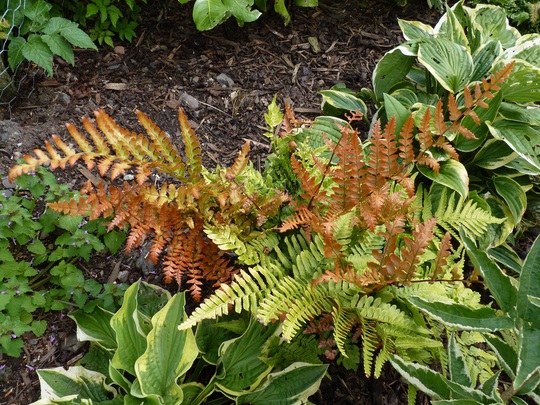 Rosy Buckler Fern...lovely colours though autumnal looking. (Dryopteris erythrosora (Japanese Shield Fern))