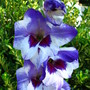 A better pic of 'vista' gladoilus