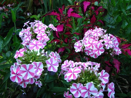 Phlox  'Peppermint Twist'