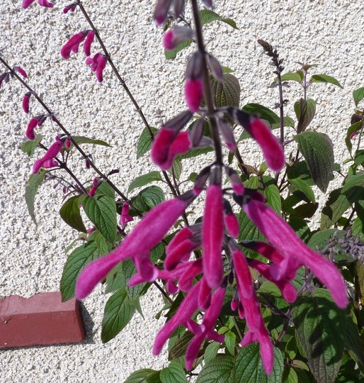 Salvia curviflora 'Tubular Bells' (Salvia curviflora)