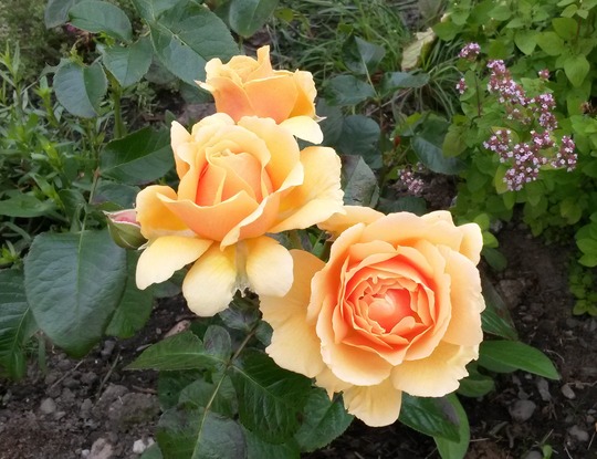 Rosa 'Salvation' (Rosa 'Salvation')