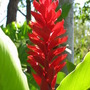 Alpinia purpurata