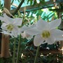 Eucharis grandiflora (Eucharis grandiflora.)