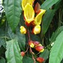 Thunbergia_mysorensis