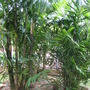 Ptychospermum macarthurii (Ptychospermum macarthurii)