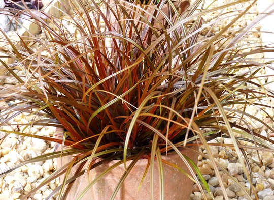 Uncinia rubra - Red Sedge