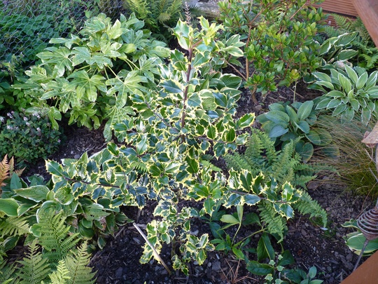 Ilex 'Madame Briot' Height in my fern garden.