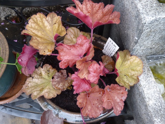 Heuchera 'Ginger Snap' (heuchera)