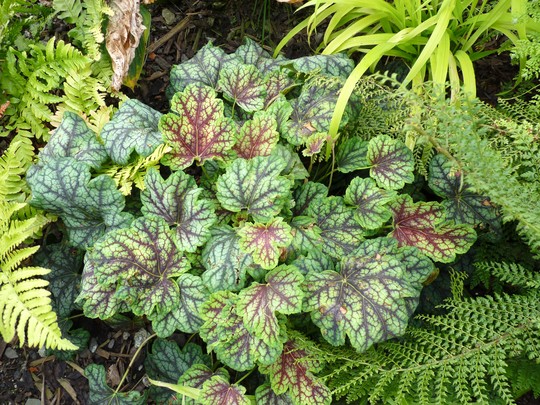Heuchera 'Green Spice' (Heuchera)