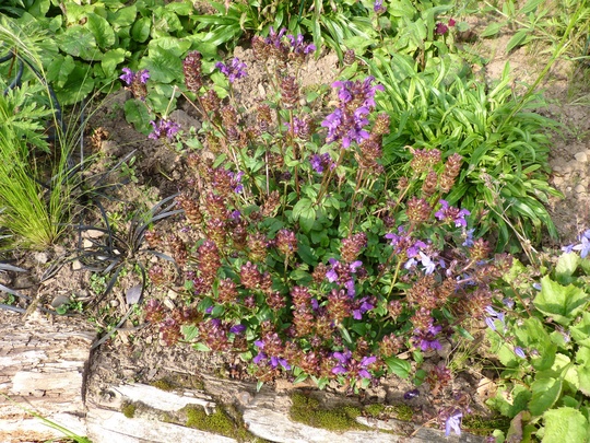 Prunella grandiflora (Prunella grandiflora (Bigflower Self-Heal))